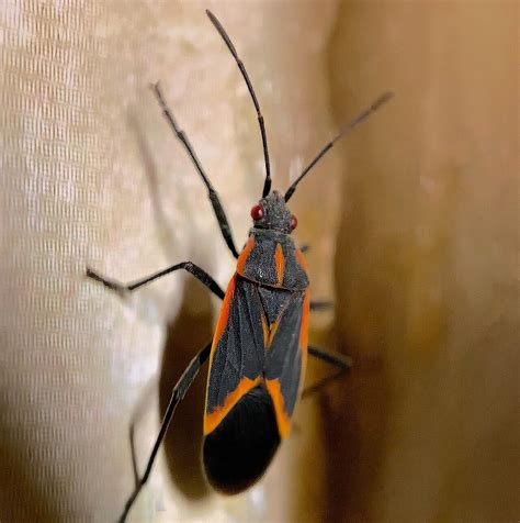 Do Boxelder Bugs Bite Or Carry Disease Rock Pest Control