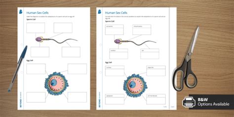 Sperm And Egg Cell Adaptations Ks3 Reproduction Beyond