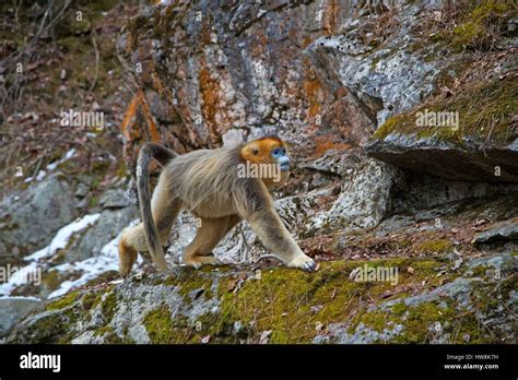 China Shaanxi Province Qinling Mountains Golden Snub Nosed Monkey