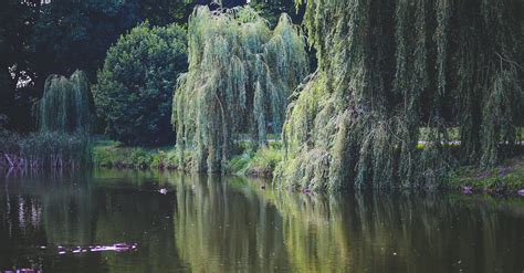 Willow That Grow Along The River · Free Stock Photo