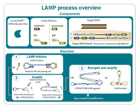 Isothermal Amplification Reagents Lgc Biosearch Technologies