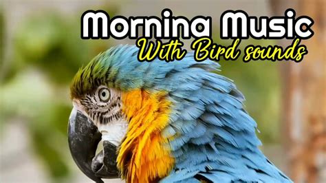 Relaksasi Musik Suara Burung Di Hutan Enak Didengar Morning Music Bird