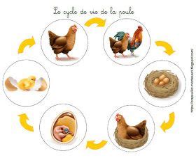 La Poule Cycle De Vie Montessori Handmade Toys Life Cycles