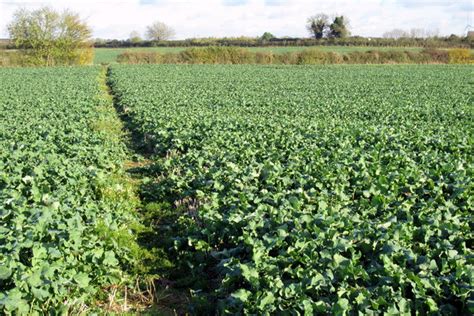 Footpath Across The Field Philip Jeffrey Geograph Britain And Ireland