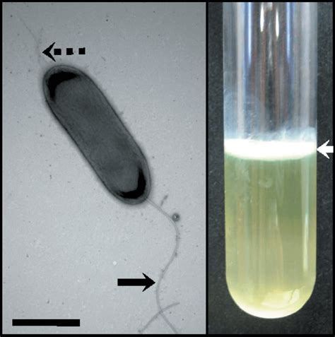 Pseudomonas Veterian Key