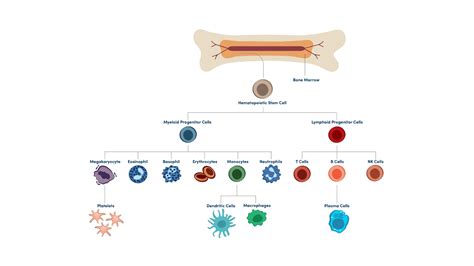 Which Cells Have A Myeloid Lineage And How Are They Identified