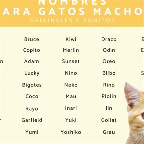 Nombres Curiosos Para Tu Gato