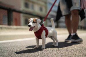 Cómo Entrenar a mi Perro para Hacer en la Calle