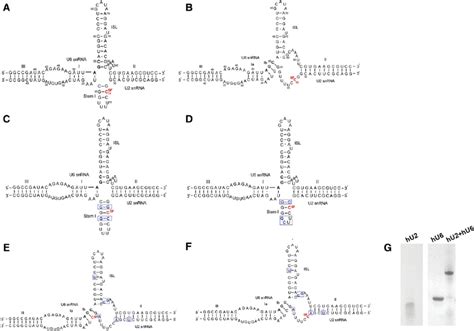 Models for the conformation of the protein-free human (h) U2-U6 snRNA ... 