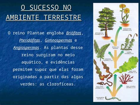 PPT O SUCESSO NO AMBIENTE TERRESTRE O reino Plantae engloba Briófitas