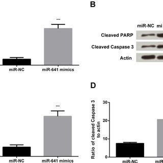 Overexpression Of MiR 641 Induces Apoptosis In Lung Cancer Cells A