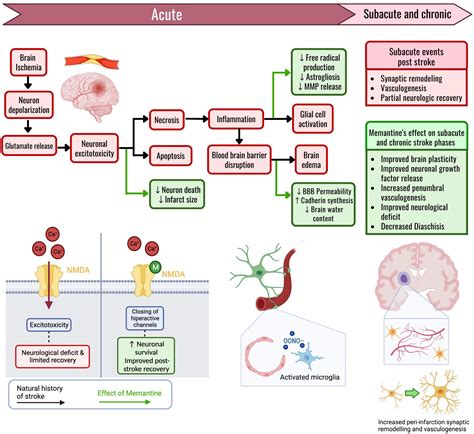 Frontiers Memantine As A Neuroprotective Agent In Ischemic Stroke