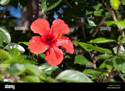 Hibiscus Rose Mallow Chinese Hibiscus China Rose Hibiscus Rosa