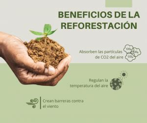 La Reforestaci N Y Su Importancia Consultor A Ambiental