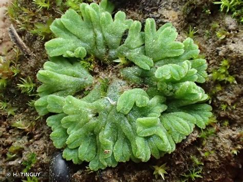 Riccia