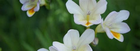 Las Flores Que Huelen Mejor Para El Jardin Canalhogar