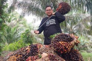 Media Center Kabar Gembira Harga Tbs Kelapa Sawit Naik Signifikan