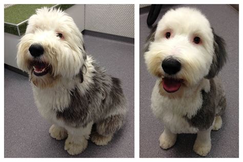 how to shave a dog's paws