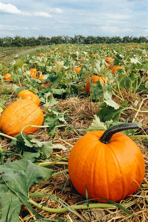 We Found The Best Pumpkin Farms To Visit This Fall Pumpkin Farm