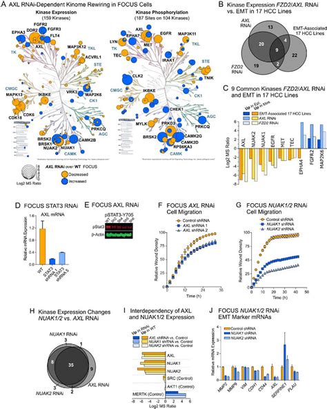 Figure 3 From Pharmacoproteomics Identifies Kinase Pathways That Drive