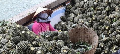 trong khom  dong thap muoi thu tien ty moi nam vietnamvn