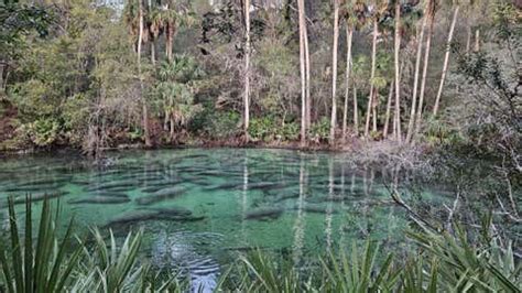 Florida Manatees Gather In Record Numbers | Weather.com