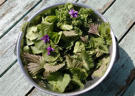 10 Plants To Forage For In The City