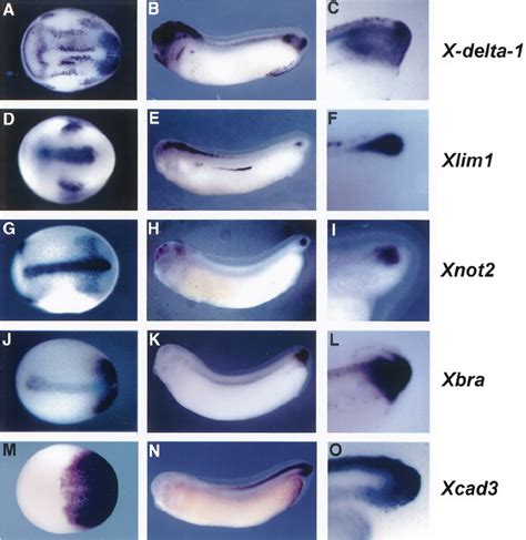 Early Gene Expression In The Xenopus Tail Bud Whole Mount In Situ