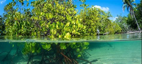 De Julho Dia Mundial De Prote O Aos Manguezais Aquario