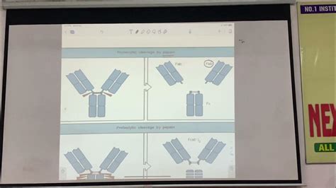 Papain And Pepsin Digestion Of Antibody Explained In Live Class Youtube