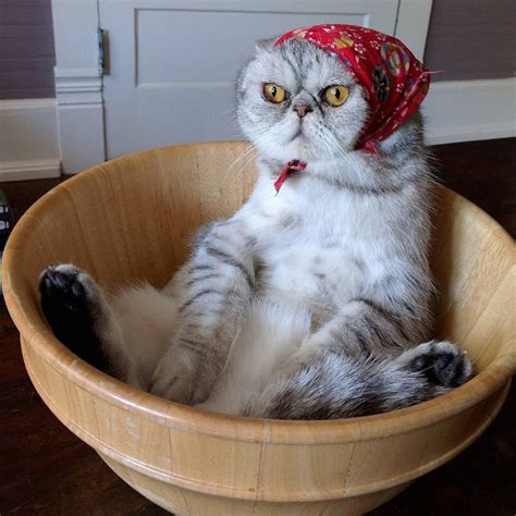 Babushka Cats That Look Like Old Russian Ladies Laptrinhx News