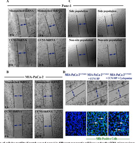 Figure From The Matricellular Protein Ccn Cyr Is A Critical