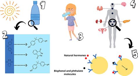 Bacteria And Chemicals In My Bottled Water · Frontiers For Young Minds