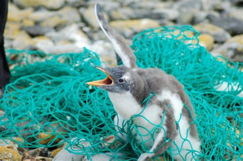 Consequences – Plastic in the Ocean