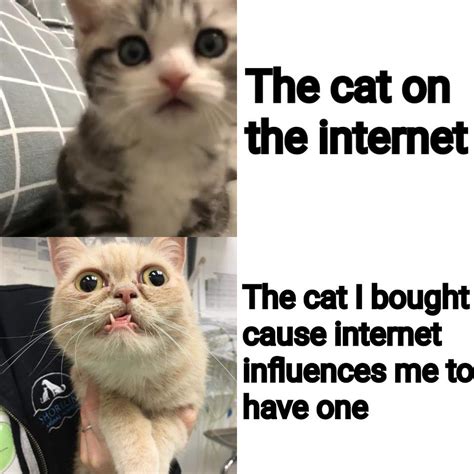 Internet Cat VS Real Cat R ExpectationVsReality Expectation Vs