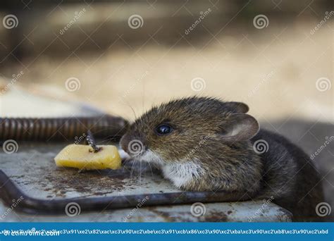 Ratón Muerto En Una Ratonera Fotos De Stock Descarga 28 Fotos Libres