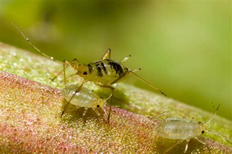 Preventing Aphid Infestations In The Organic Flower Garden Dengarden