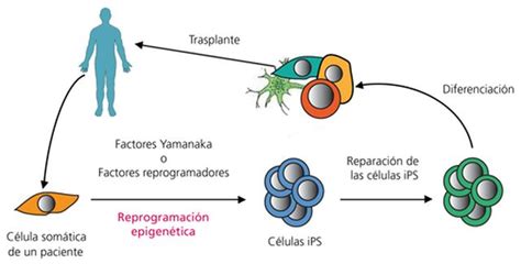 Reprogramando células madre in vivo - Naukas