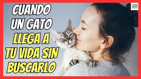 Qu Indica La Aparici N De Un Gato Blanco En Tu Camino Todo Sobre