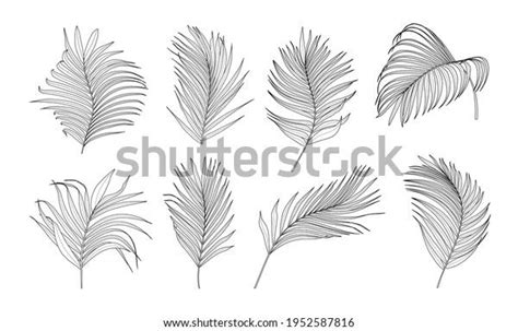 Vektor Stok Collection Palm Tree Leaves Vector Tanpa Royalti