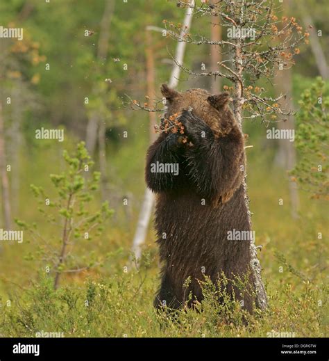 Brown Bear Ursus Arctos Finland Europe Stock Photo Alamy