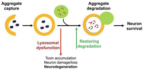 Dysfunctional Lysosomal Clearance Of Autophagy Promotes The