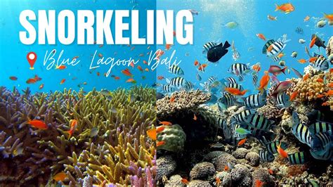 Snorkeling Blue Lagoon Bali Unveiling The Hidden Wonders Of Padang