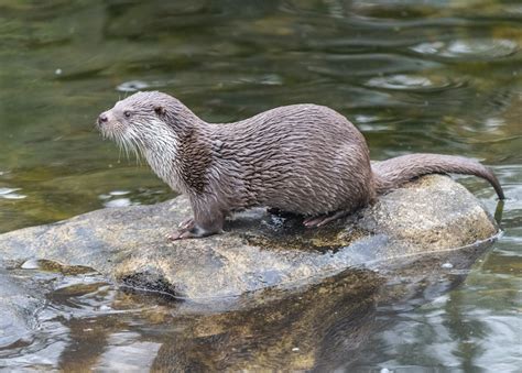 All Different Types Of Otters Around The World With Photos