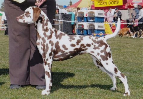 Liver Spotted Dalmatian In Conformation Show Stack Dalmatians