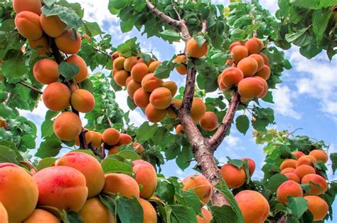 Apricot Trees