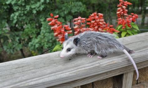 How To Get Rid Of Possums Under Your Deck Shed House