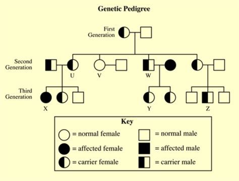 Pedigree Analysis Flashcards Quizlet