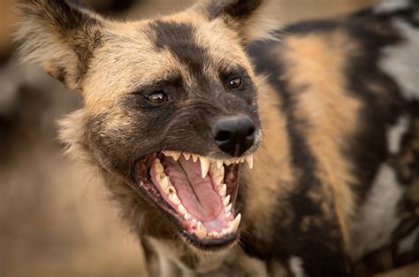 Kenali 4 Cara Pertolongan Pertama Saat Terkena Rabies
