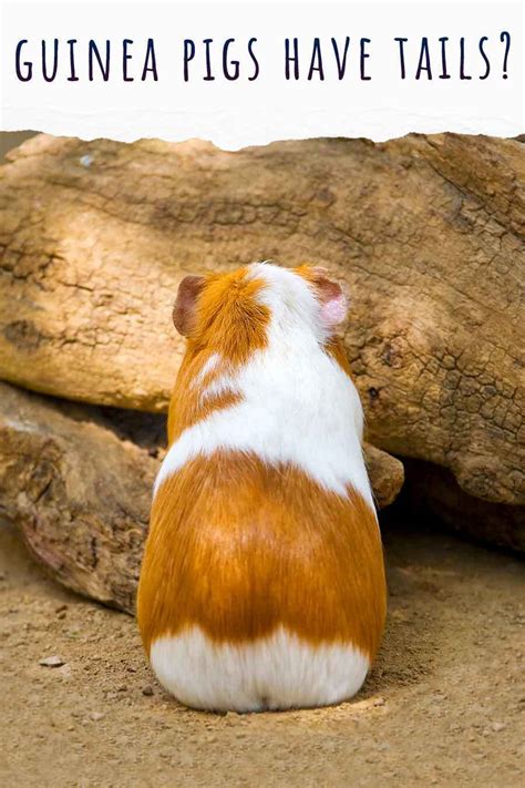 Do Guinea Pigs Have Tails? A Closer Look At Guinea Pig Anatomy